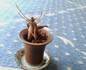20070307104727.jpg