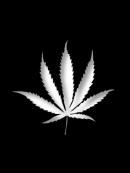 neko_hemp01b.jpg